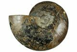 Cut & Polished Ammonite Fossil (Half) - Madagascar #318029-1
